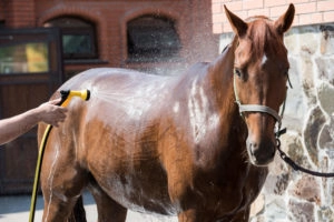 Horse getting a bath