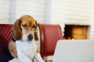 Smart pup at work