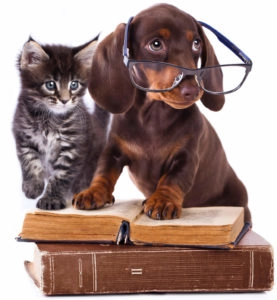 Puppy with glasses
