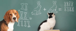Dog and cat in front of a chalk board