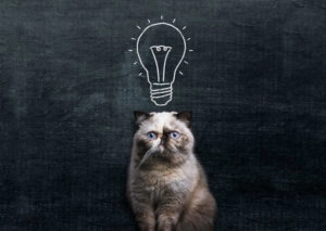 Cat with an idea