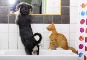 Dog and cat on a sink in the bathroom