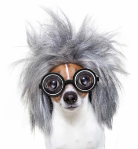 Dog with poofy hair