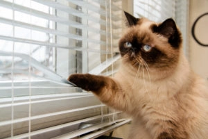 Nosey cat looking out the window