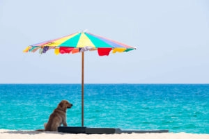 Dog sitting under an umbrella