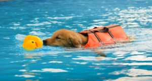 Dog swimming with a rubber duck