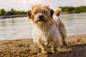 Dog by lake