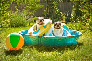 Bulldogs in a kiddie pool