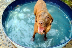 Happy dog in a kiddie pool