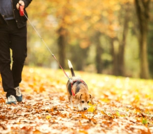 Beagle walking through leaves