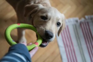 Dog playing tug