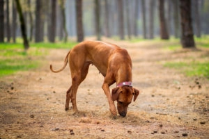 A dog sniffing through leaves