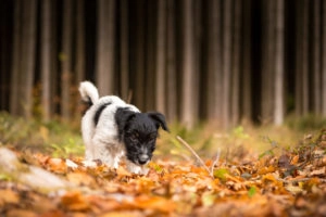 Small dog walking through leaves