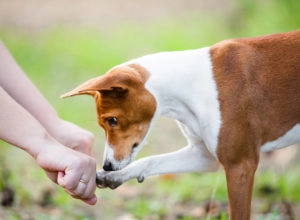 Dog playing choose
