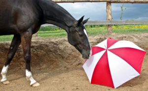 Horse sniffing an umbrella
