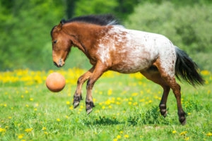 Horse playing with a ball