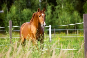 Horse running in a field