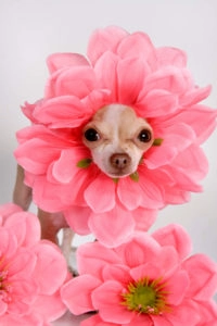 Chi dressed as a flower