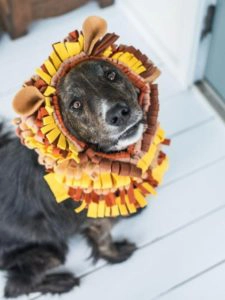 Dog dressed as a lion