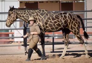 Horse painted like a giraffe