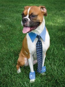 What a distinguished gentleman