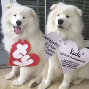 Adorable fluffy dogs dressed up as beanie babies