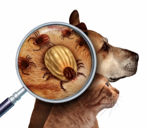Tick under magnifying glass