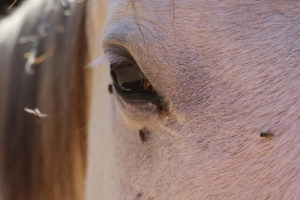 Flies surrounding a horse's eye