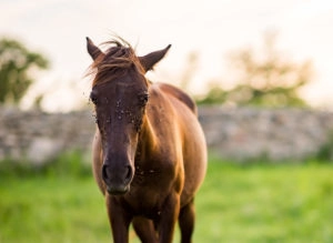 Pony getting swarmed by flies