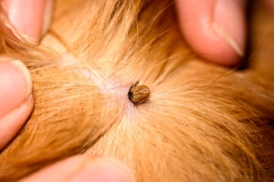 Embedded tick