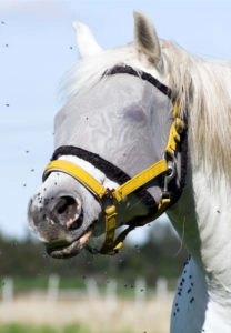 Horse in fly mask with flies swarming nose