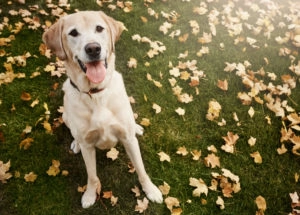 Dog in leaves