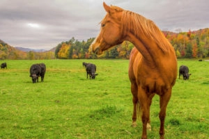 Horse standing in a field
