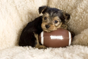 Puppy laying on a football