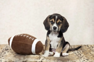 Beagle puppy with a football plushie
