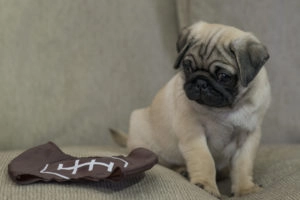 Pug with a football
