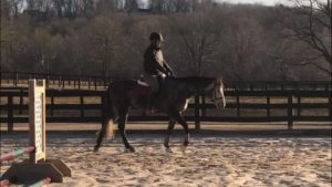 Quin under saddle