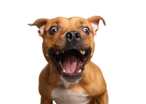 Dog chomping a treat