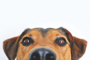dog peeking over bottom of picture