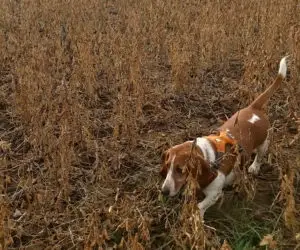 Basset Hound with a well fitted harness