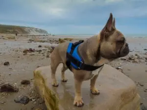 Pug in a blue harness