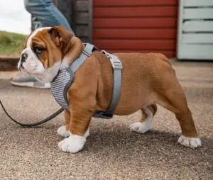 Chunky baby in a harness