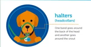 Dog halters