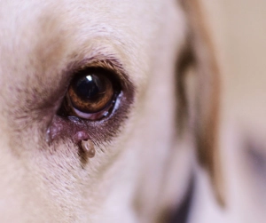 Tick near dogs eye