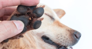 Person holding paw
