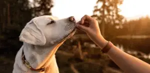 Giving furry friend garlic as a treat
