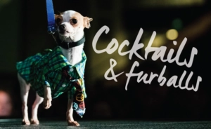 Chihuahua on the runway