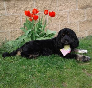Tehya laying in garden