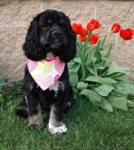 Tehya in the garden