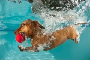 diving in for a ball